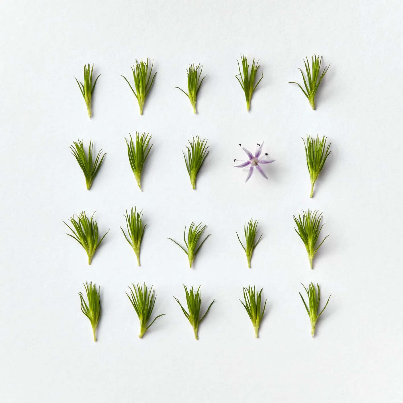 Spruce tips