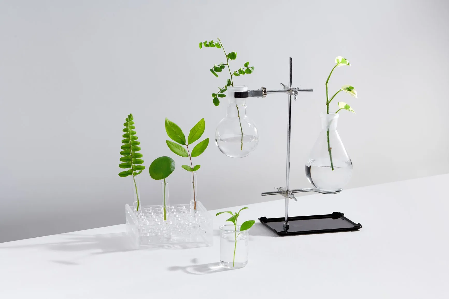 RPMG ONLY plants in test tubes